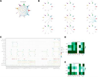 Single-cell RNA sequence presents atlas analysis for chondrocytes in the talus and reveals the potential mechanism in coping with mechanical stress